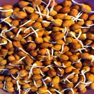 Chickpeas Health Benefits भीगे चने खाने के फायदे को जानकर आप हो जाएंगे हैरान