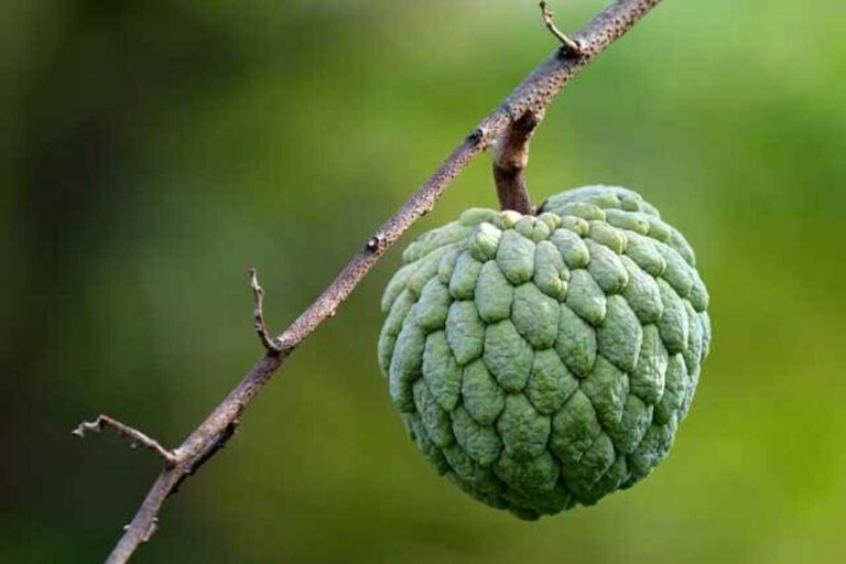 Custard Apple Benefits: सीताफल खाने के फायदे और नुकसान जानिए 7 Custard Apple Benefits: सीताफल खाने के फायदे और नुकसान जानिए (Image Source: Pixabay)
