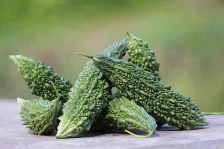 Bitter Gourd Juice Benefits: शुगर से लेकर बवासीर तक, जानें करेला जूस पीने के फायदे 5 Bitter Gourd Juice Benefits: शुगर कंट्रोल से लेकर बवासीर तक, जानें करेला का जूस पीने के फायदे (Image Source: Pixabay)