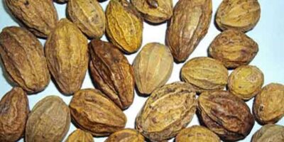 Harad Health Benefits: यौन समस्याओं से लेकर पाचन तक, जानिए हरड़ के फायदे