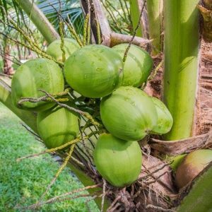 Benefits of Coconut Water सेहत के लिए बहुत लाभकारी है नारियल पानी, जानिए इसके अनगिनत फायदे