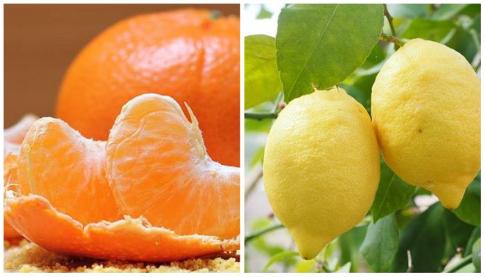 Orange Vs. Lemon Juice संतरा और नींबू में कौन है सबसे ज्‍यादा बेहतर, यहां जानिए
