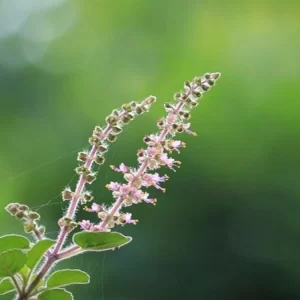 Tulsi Leaves Benefits: तनाव से लेकर कब्ज तक, तुलसी के पत्ते खाने के है अनगिनत फायदे