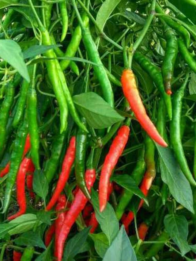 Chilli