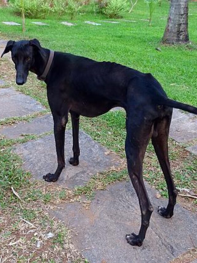 dog-1329427_640
