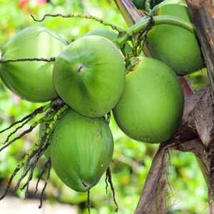 Coconut Water Benefits: नारियल पानी से होने वाले फायदों के बारे में जानकर हो जाएंगे हैरान