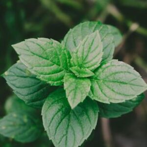 mint health benefits in hindi