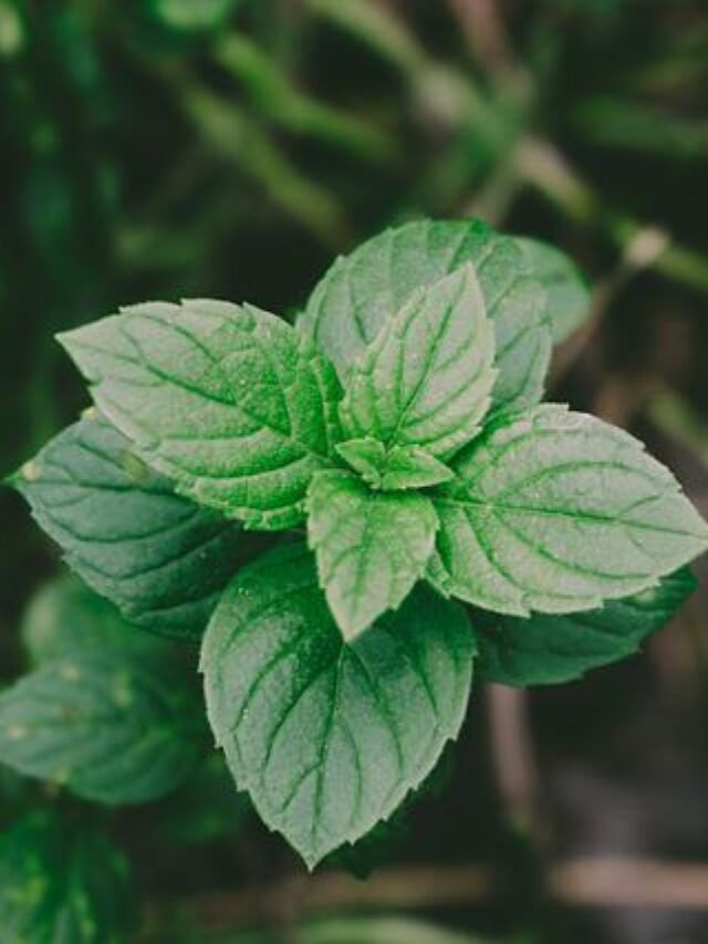 mint health benefits in hindi