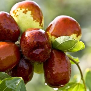 Dates Side Effects: खजूर के ज्यादा सेवन से हो सकते है ये बड़े नुकसान, आप भी जान लीजिए