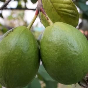 Guava Health Benefits