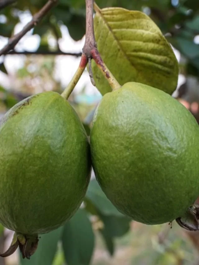 Guava Health Benefits