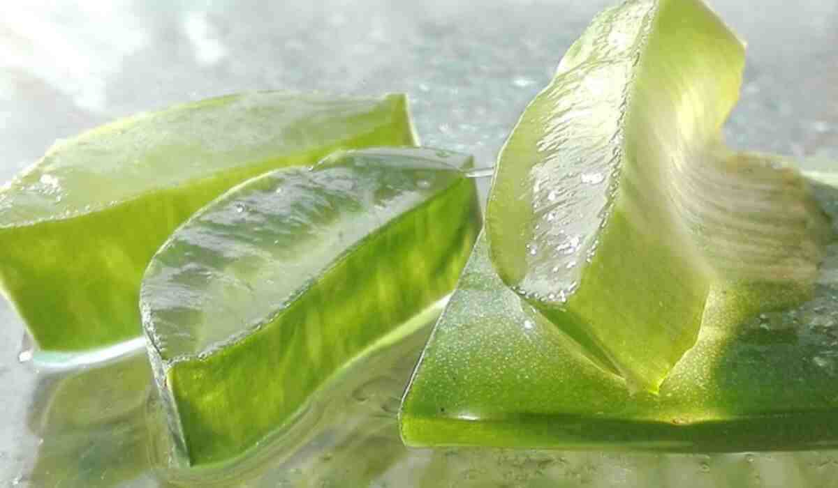 Aloe Vera Juice Benefits: गुणों से भरपूर होता है घर पर बनाया हुआ एलोवेरा जूस, जानिए इसके फायदे (Image Source: Pixabay)