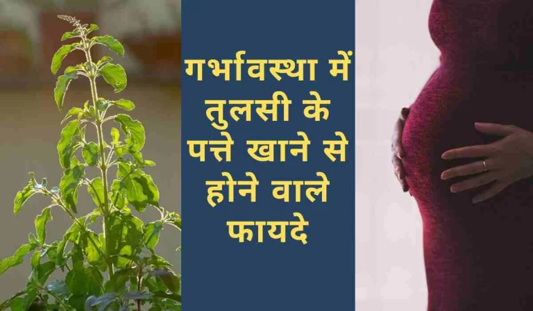Tulsi Leaves Benefits: प्रेग्नेंसी में तुलसी के पत्ते का सेवन करने से मिलेंगे इतने फायदे, जानकर हो जाएंगे हैरान (Image Source: Pixabay)