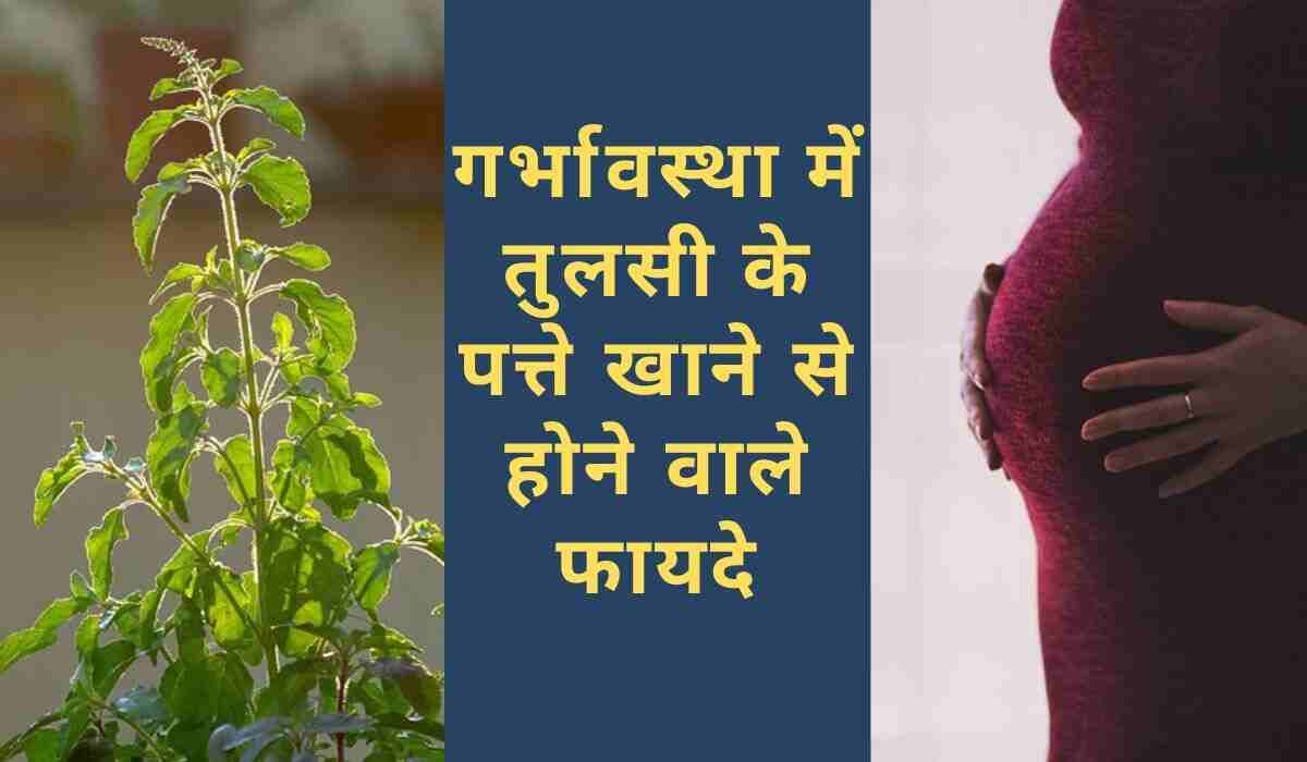 Tulsi Leaves Benefits: प्रेग्नेंसी में तुलसी के पत्ते का सेवन करने से मिलेंगे इतने फायदे, जानकर हो जाएंगे हैरान (Image Source: Pixabay)