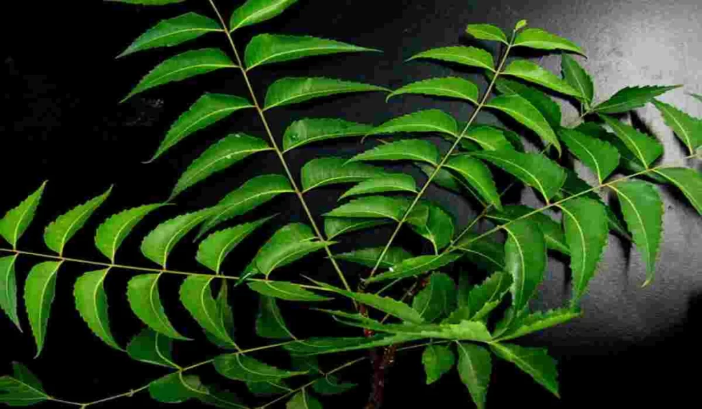 Mosquito Repellent Plants