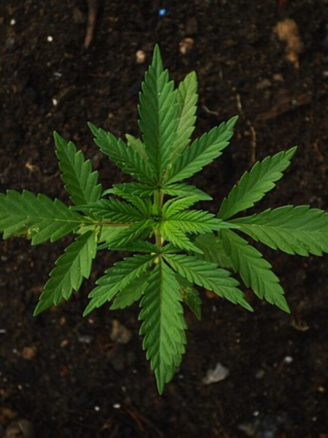 cannabis pixabay