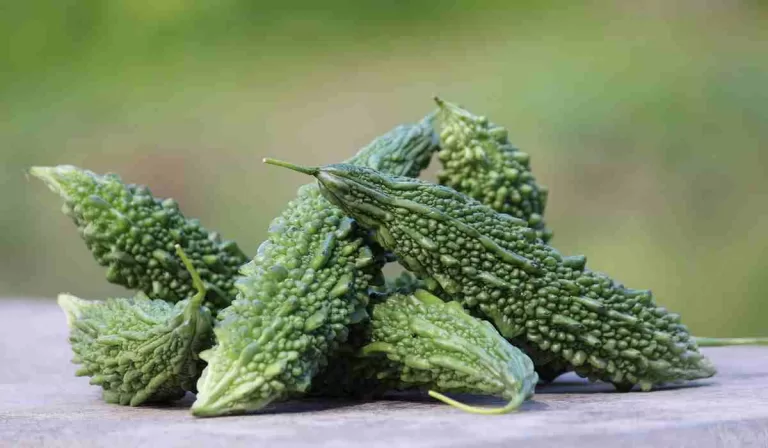 करेला जूस पीने के फायदे और नुकसान यहाँ जानिए 7 karele ke fayde aur nuksan (Image Credit: Pixabay)