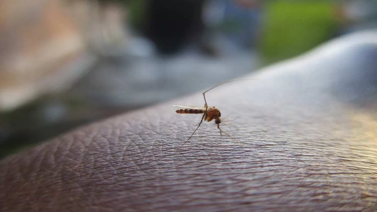 Dengue Fever जानिए डेंगू बुखार के लक्षण, प्रकार और इन तरीको से करे अपना बचाव (Source: Pixabay)