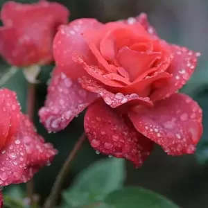 दुनिया के 10 सबसे सुंदर और खूबसूरत फूल