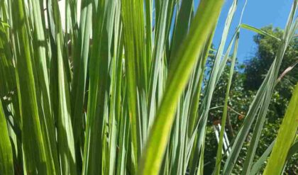 Benefits of lemon grass लेमन ग्रास के सेवन करने से मिलते हैं इतने फायदे, जानकर हो जाएंगे हैरान (Image Credit: Pixabay)