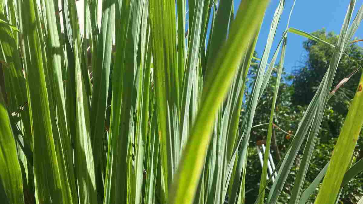 Benefits of lemon grass लेमन ग्रास के सेवन करने से मिलते हैं इतने फायदे, जानकर हो जाएंगे हैरान (Image Credit: Pixabay)