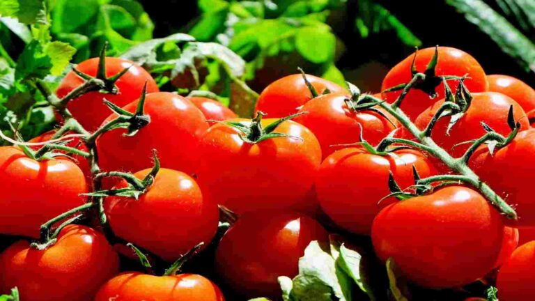 रोजाना टमाटर के सेवन करने से आपको मिलेंगे ये चमत्कारी फायदे 4 Tomato Health Benefits रोजाना टमाटर के सेवन करने से आपको मिलेंगे ये चमत्कारी फायदे (Image Credit: Pixabay)