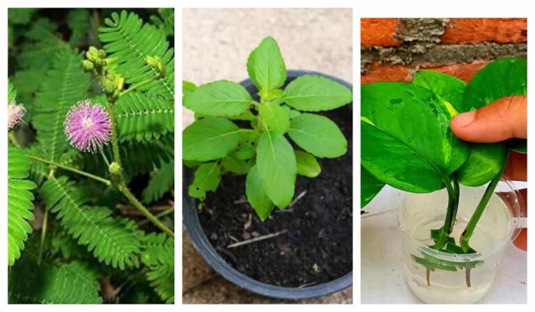 Lucky Plants: वास्तु के हिसाब से लगाएं ये 7 चमत्कारी पौधे, घर में आएगी धन की बहार 5 Lucky Plants वास्तु के हिसाब से लगाएं ये 7 चमत्कारी पौधे, घर में आएगी धन की बहार