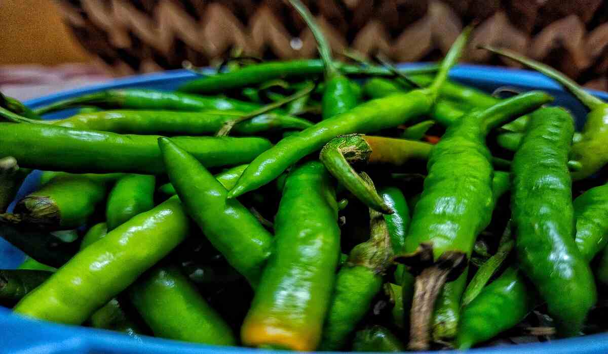 Green Chillies Benefits: हर दिन मिर्च खाने से होते हैं ये 7 बड़े फायदे, जानकर रह जाएंगे हैरान Green Chillies Benefits हर दिन मिर्च खाने से होते हैं ये 7 बड़े फायदे, जानकर रह जाएंगे हैरान ( Image Credit: Pixabay)