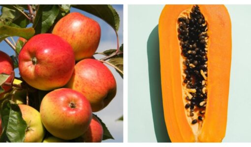 क्या सेब और पपीता एक साथ खा सकते हैं? जानिए सही तरीका