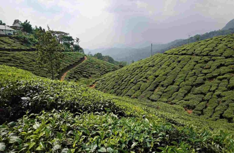 Honeymoon in India: हनीमून प्लान कर रहे हैं? विदेश छोड़िए, भारत की इन जगहों पर जाएं (Image Credit: Pixabay)